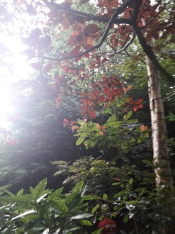 site_clearance_of_heavily_overgrown_trees After