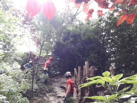site_clearance_of_heavily_overgrown_trees After