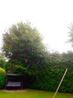 crown_reduction_on_two_beech_trees_reduce_hedge_height After