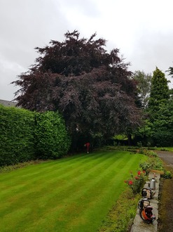 crown_reduction_and_thinning_on_a_beautiful_copper_beech After