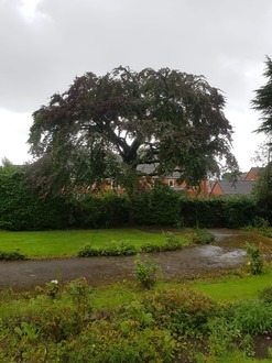 crown_reduction_and_thinning_on_a_beautiful_copper_beech After