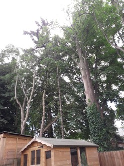 crown_reductions_on_3_sycamore_trees After