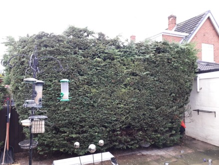 to_take_down_a_run_of_conifers After