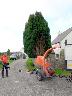 dismantle_small_cluster_of_conifers After