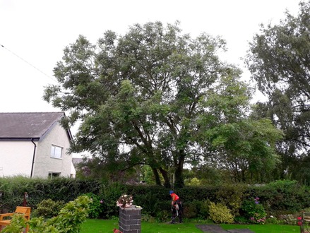 dismantle_an_ash_tree_with_ash_die_back After