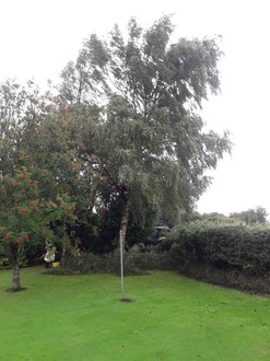 dismantling_a_large_silver_birch_tree After