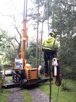 dismantling_an_ash_tree_with_ash_dieback After