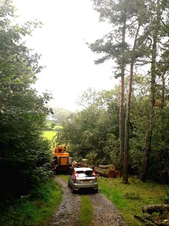 dismantling_an_ash_tree_with_ash_dieback After