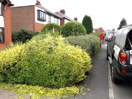 hedge_cutting After