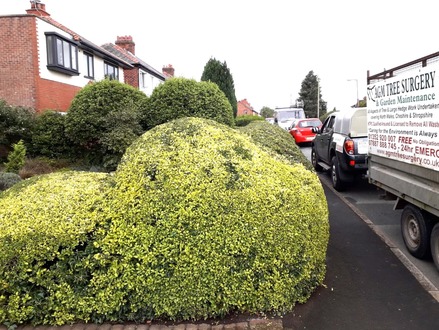 hedge_cutting After