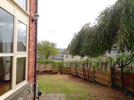 beech_hedge_cutting_and_ivy_clearance After