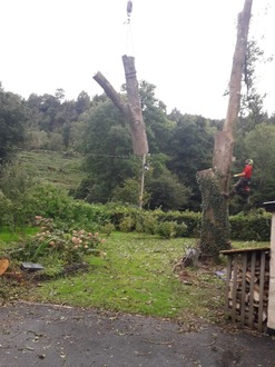 dismantle_of_4_trees_3_with_ash_dieback After
