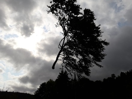2nd_day_dismantling_2_massive_beech_trees After