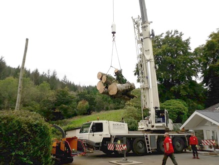 2nd_day_of_llanrwst_job_dismantling_2_massive_beech_trees After