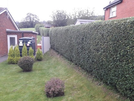 hedge_cutting After
