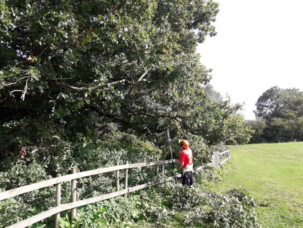 pruning_back_an_oak_with_tpo After