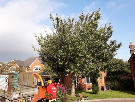 tree_felling_crown_reduction_and_thinning After