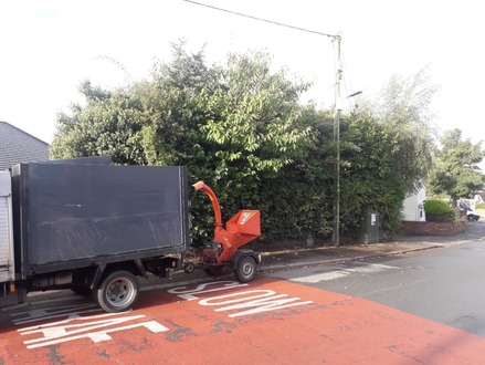 cherry_tree_and_conifers_removal After