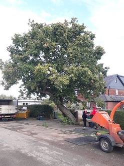 to_dismantle_an_oak_tree After