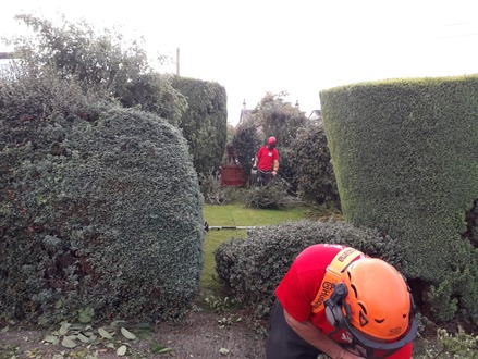 cut_back_shrubs_small_tree_and_conifers_for_winter After