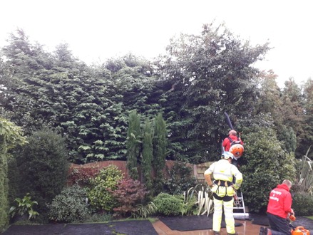 reduce_conifers_remove_tree_and_tidy_fronts After