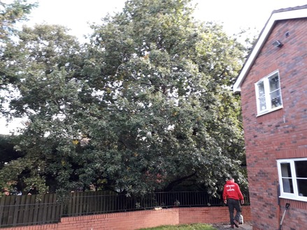 oak_tree_reduction_and_thinning_of_the_crown After