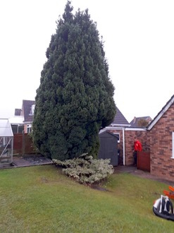 removal_of_a_conifer After
