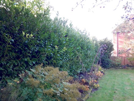 hedge_cutting After