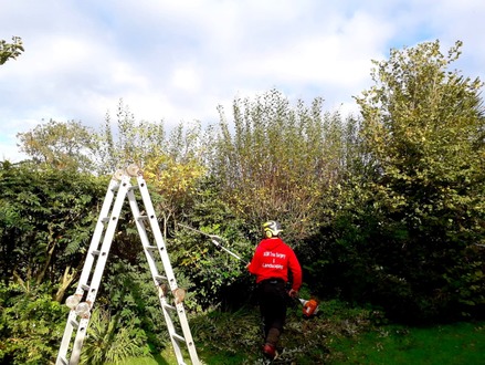 to_tidy_up_and_cut_back_a_mixed_hedge After