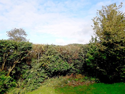 to_tidy_up_and_cut_back_a_mixed_hedge After