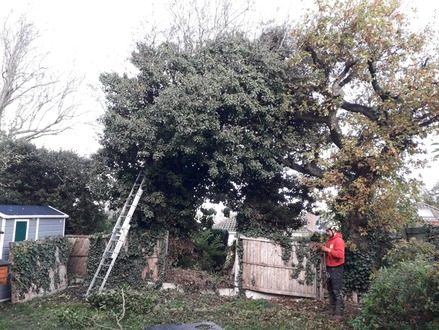 the_dismantling_of_two_hawthorn_trees After