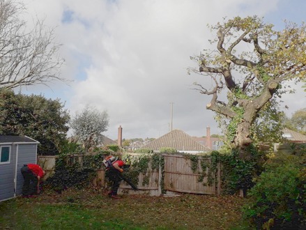 the_dismantling_of_two_hawthorn_trees After