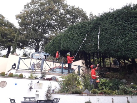 hedge_cutting_high_conifer_hedges After