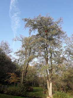 crown_reduction_to_two_alder_trees After