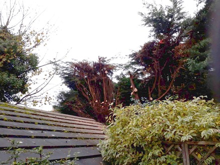 conifer_reduction_and_clearance After