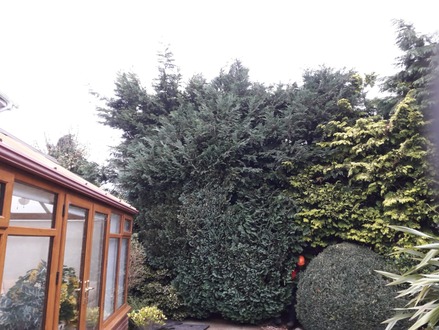 conifer_reduction_and_clearance After