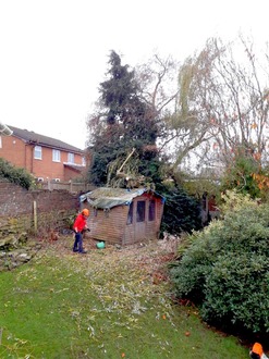 removal_of_conifer_and_willow_trees_that_had_overgrown_a_summer_house After