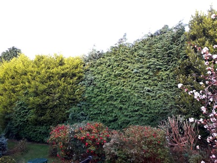 conifer_hedge_reduction After