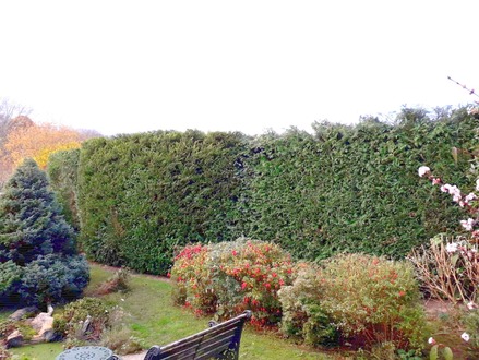 conifer_hedge_reduction After