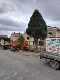 dismantling_a_conifer_tree_that_was_damaging_a_driveway After