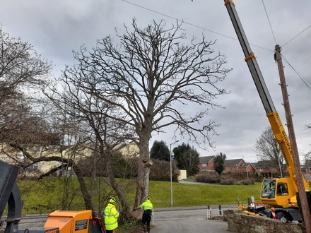 dismantle_a_dead_sycamore_tree_with_a_tpo After