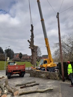 dismantle_a_dead_sycamore_tree_with_a_tpo After