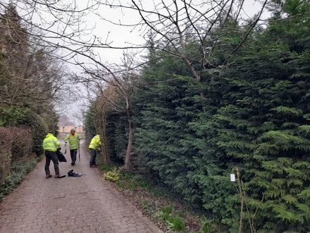 to_reduce_a_large_conifer_hedge After