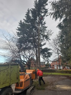 dismantling_and_removing_a_large_conifer After
