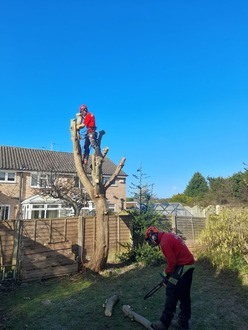 crown_reduction_on_a_silver_birch After