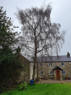 dismantle_silver_birch_tree_that_was_disrupting_the_clients_broadband After