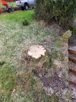 dismantle_silver_birch_tree_that_was_disrupting_the_clients_broadband After