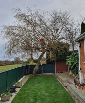 crown_reduction_on_a_busy_willow_tree After