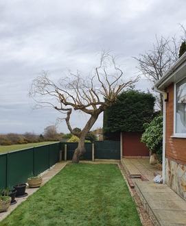 crown_reduction_on_a_busy_willow_tree After