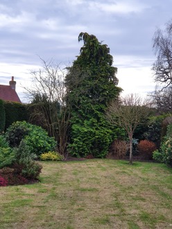 reduce_conifer_allowing_sun_on_to_the_lawn After